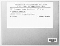 Trachyspora alchemillae image